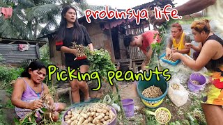 Picking peanuts  Sobrang na miss ko toh ReaFeelingera [upl. by Sileray]