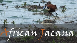 African Jacana Actophilornis africanus Bird Call amp Video  Wading Birds  Stories Of The Kruger [upl. by Daphna]