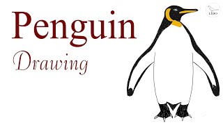 King Penguin drawing penguin howtodraw easydrawing [upl. by Lenci]