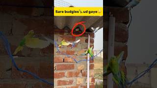 Sare budgies🦜 ud gaye😲 petlover minivlog pigeonvlogger pigeon budgieslovers budgiesfam bird [upl. by Rhona626]