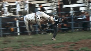 LLEGAN LOS TOROS DIVINOS DE RANCHO LOS LAURELES A LAS FIESTAS EN HONOR A SAN ISIDRO LABRADOR [upl. by Sucerdor]