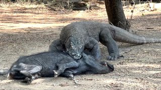 KOMODO EATING A PIGLET ALIVE [upl. by Niboc]