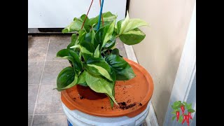 How To Grow Heartleaf Philodendron [upl. by Odlo109]