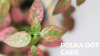 Polka Dot Plant Care  Hypoestes Plant Care [upl. by Derf86]