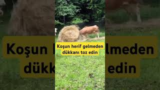 Akıllı denilen ineğin uyguladığı tarifeinek inekler hayvan hayvanlar adorable öneçıkar shorts [upl. by Eilarol]