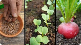 Guía  cultivo del RABANITO  Desde la siembra hasta la cosecha paso a paso La Huertina De Toni [upl. by Hime]