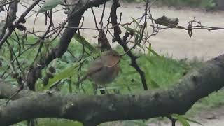 20241114 LJUBLJANA Botanični vrt PASSERIFORMES Erithacus rubecula TAŠČICA [upl. by Ollayos485]