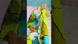 123456 han sare bacche Hain Billu comedy 🤣🤣catlovercatshortsshortvideosubscribe🤣🤣 [upl. by Avraham]