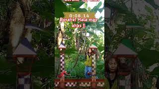 Berahe Hala my ahas videoshort highlightseveryone subscribers [upl. by Htebilil41]