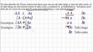 Cruce monohíbrido cruce de un homocigoto dominante con un heterocigoto [upl. by Laurent]