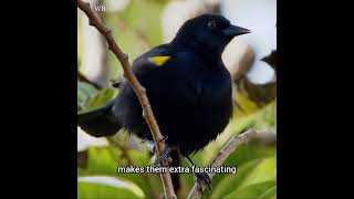 The Endangered Yellow Shouldered Blackbird A Puerto Rican Treasure [upl. by Bortz]