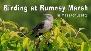 Birding at Rumney Marsh 6142024 [upl. by Gilroy227]