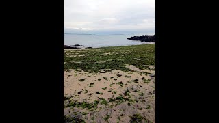 🐚Saving Sea Creatures🌊Waikiki Beach🐚Winter Island salemmassachusetts sea seashell seashells [upl. by Ellingston]