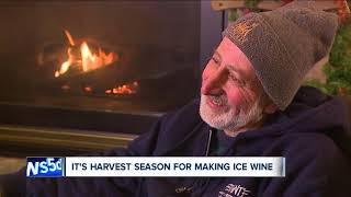 Ferrante Winery embraces arctic air during harvesting time for ice wine [upl. by Ahselak]