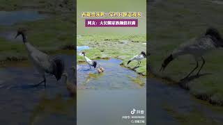 Black Necked Cranes Playing in the Water travel 西藏 [upl. by Aeel580]