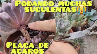 Siembra y poda apical de Suculentas🪴✂️ El estado de mi jardín de Suculentas😭😭 [upl. by Ramos709]