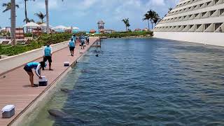 Hyatt Ziva Cancun Dolphins Dolphinarium Delphinus Punta Cancún at Hyatt Ziva April 2021 2 [upl. by Omrellig]