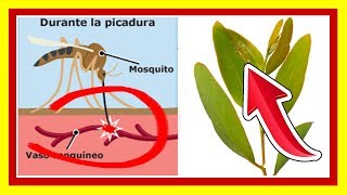 ✔ Como Usar el Eucalipto para EVITAR QUE TE PIQUEN LOS MOSQUITOS  Repelente de EUCALIPTO [upl. by Matless]