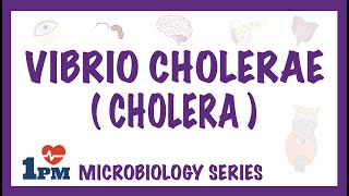 Vibrio Cholerae Cholera  Pathophysiology  Symptoms  Diagnosis  Treatment [upl. by Eyllek]