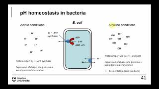 ABT Bacterio 4 [upl. by Naillig]