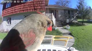 Daily Birdwatching  Netvue Birdfy Birdfeeder Cam  April 7 2024 [upl. by Sjoberg]