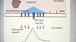 Acetylcholine release mechanism for quantal release [upl. by Alyahs]