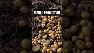 Cultivo de papa 🥔 huerta o cultivo de papa amarilla colombia campo shortsfeed shorts top wow [upl. by Sessilu]