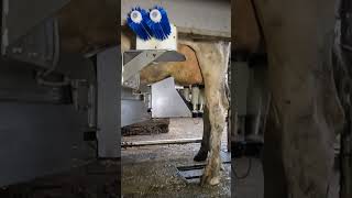 Robotic milking fullwood JOZ merlin M2 [upl. by Jarietta]