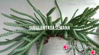 SUCULENTADASEMANA Huernia Schneideriana [upl. by Sheffy318]