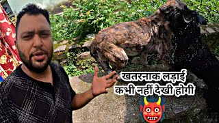 जैकी कालू और रेनबो की भयंकर लड़ाई 😡 जान जातेजाते बची Pahadilifestyle vlog HSKVlogs6747 [upl. by Diahann]