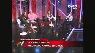 Maltrato Animal Panel analiza tortura a los animales en Chile [upl. by Milstone111]