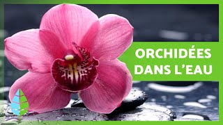 CULTIVER DES ORCHIDÉES dans lEAU 🌸 Soins Engrais et Reproduction des Orchidées dans leau [upl. by Noram964]