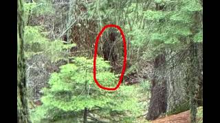 Hoopa Sounds after Bigfoot Shaped Subject Caught on Camera [upl. by Burdelle284]