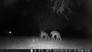 Three deer wandering the yard for some food night1 trailcam 20240930 [upl. by Persas]