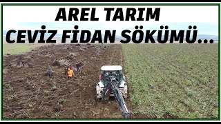 CEVİZ FİDANI NASIL SÖKÜLMELİ [upl. by Adlez]