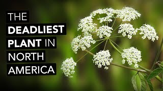 Water Hemlock — The Deadliest Plant In North America [upl. by Eidson217]