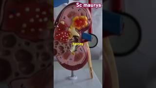 Serum Creatinine Test How to Check Your Kidney Healthfactsbloodtestaboutkidneytrendingvideo [upl. by Gallagher54]