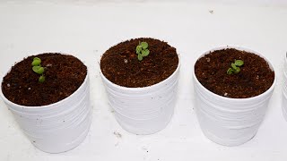 String of Nickels Dischidia Nummularia Propagation from Cuttings [upl. by White]