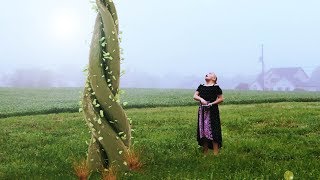 Blender 3D VFX Planting The Magic Beanstalk [upl. by Ruhtracam]