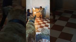 Canny And friends celebrating Dipawali doglover [upl. by Donnie598]