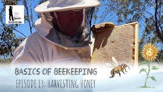 How to Harvest Honey from a Beehive Knowing when honey is ripe  The Bush Bee Man [upl. by Vander]