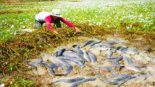 Harvesting fish a lot of under grass at field Catching fish a lot of in the field [upl. by Hogg]