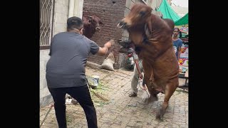 Tofani Bachra Usama Bhai Kay Brahman Bachry ki Qurbani  SS Tv [upl. by Ettenna]