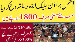 Lohmann Brown amp Lohmman Balck Egg Laying starter Hen [upl. by Attenaj]