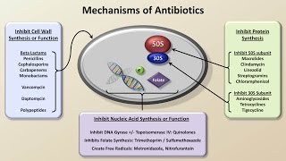 Mechanisms and Classification of Antibiotics Antibiotics  Lecture 3 [upl. by Remoh101]