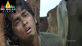 Nuvvostanante Nenoddantana Movie Siddharth Comedy  Siddharth Trisha  Sri Balaji Video [upl. by Arahset796]