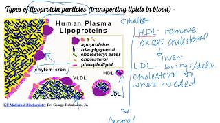 Fatty acid oxidation day 1 Dr Terrell [upl. by Icram790]