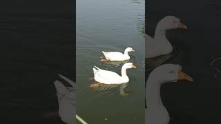 Swan 🦢 Karimnagar Deer Park swan karimnagar [upl. by Ellord]