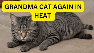 Cat in Heat Home Remedies  Kitty n Kittens [upl. by Lapo]