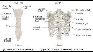 Anatomy Thorax Overview  Ribs Sternal angle Pleura and Pneumothorax [upl. by Hillie]